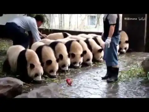 当强迫症饲养员遇上熊猫，这大概就是人生巅峰了！